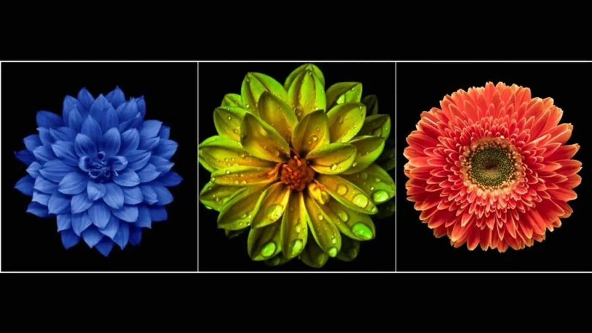 Teste da flor: Escolha uma e descubra teste da flor