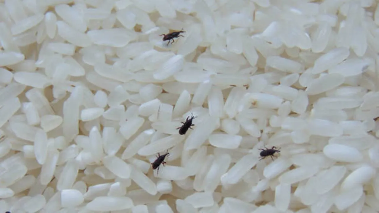 O que acontece se você comer gorgulhos na comida sem perceber comer gorgulhos comida arroz