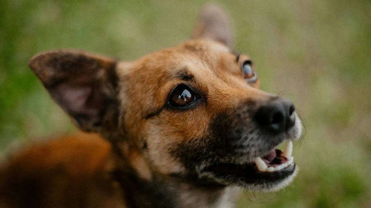 O que significa quando um cachorro late O que significa quando cachorro late para algumas pessoas 543
