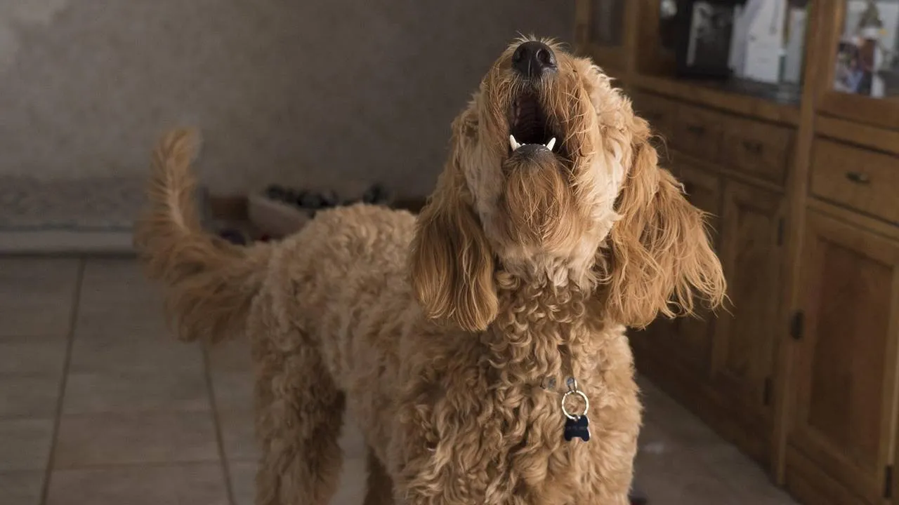 O que significa quando um cachorro late apenas para algumas pessoas? O que significa quando cachorro late para algumas pessoas