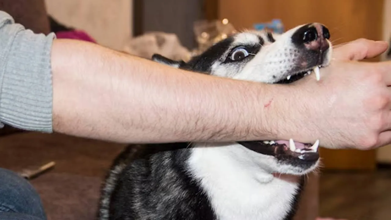 Por que meu cachorro morde meu braço? Psicologia explica Por que cachorro morde braço Psicologia explica