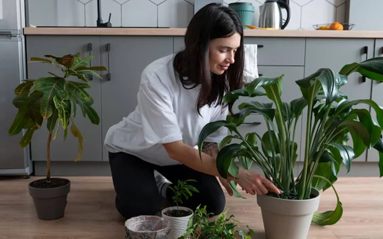 Mulher com dom de cuidar de muitas plantas em casa Mulher com dom de cuidar de muitas plantas em casa