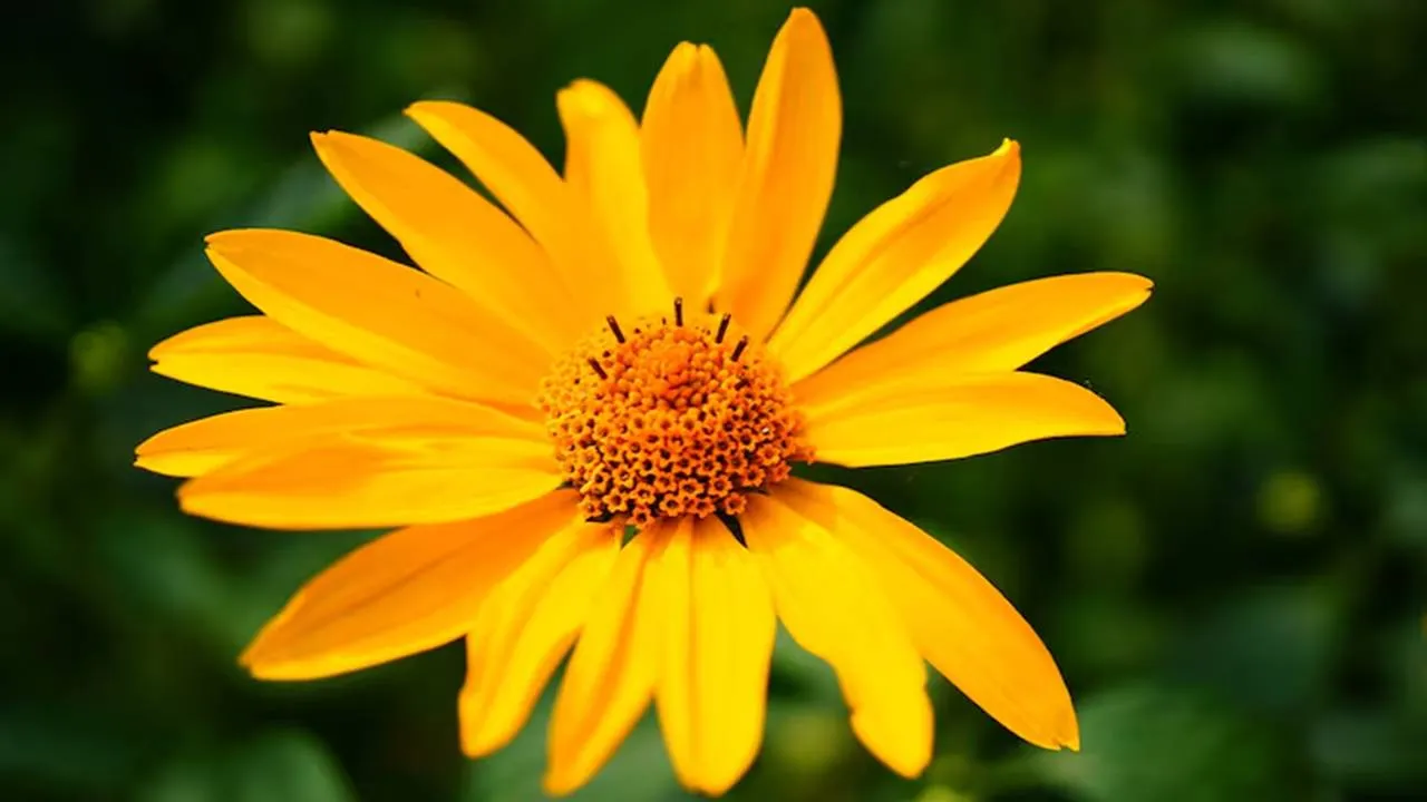 Teste de visão encontre a flor diferente em 7 segundos Teste de visão encontre a flor diferente em 7 segundos capa