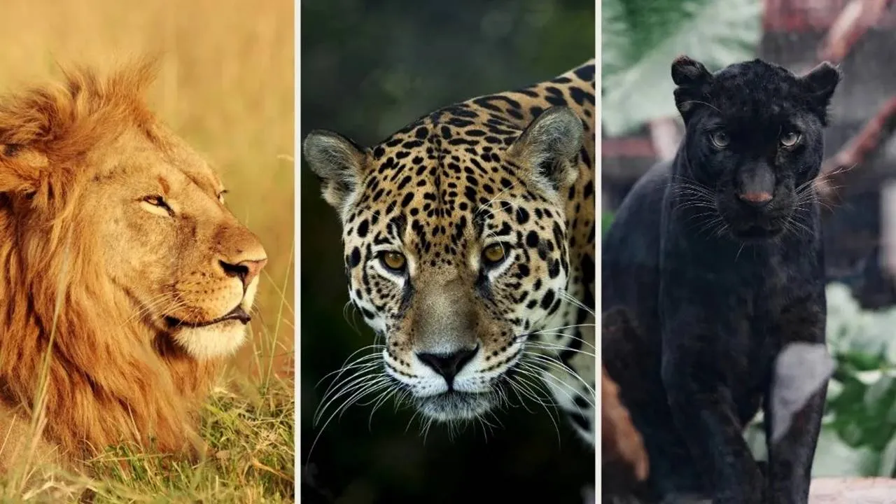 Teste de personalidade: escolha um felino teste de personalidade felino
