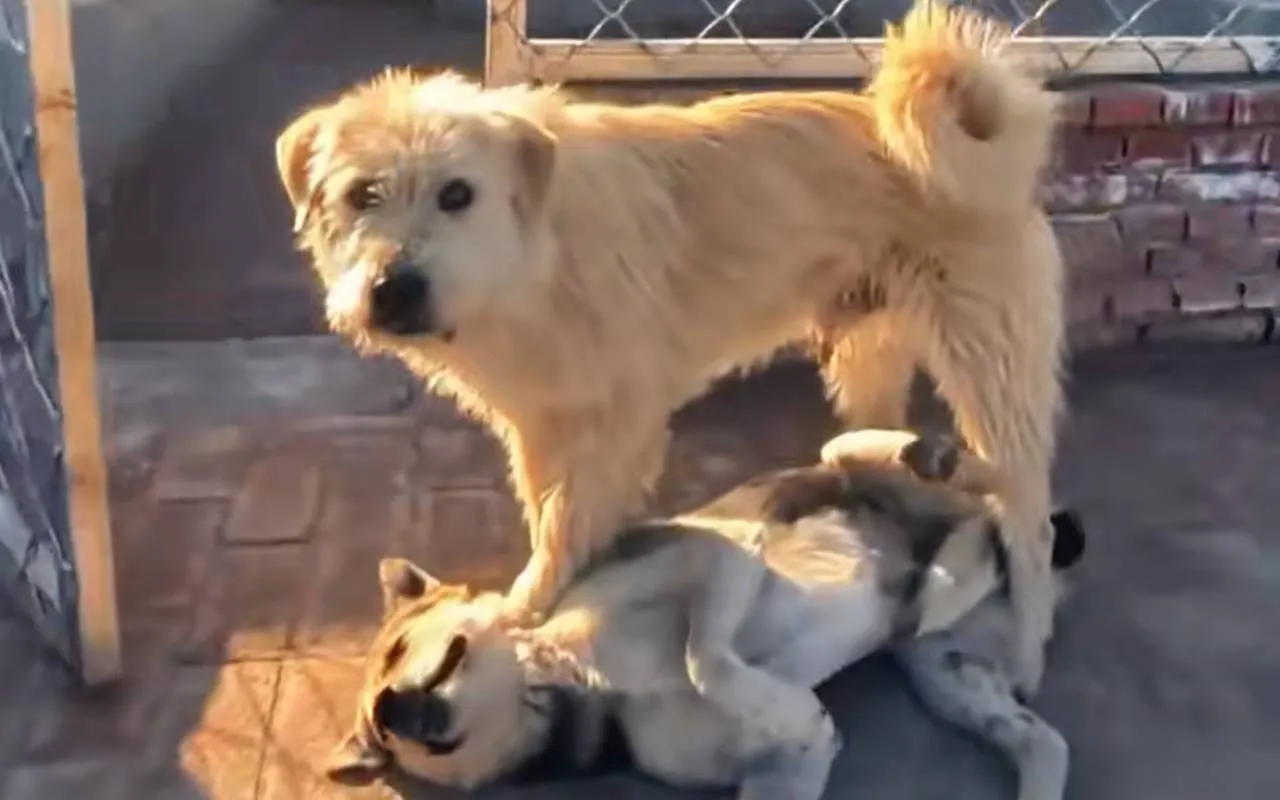 6 testes caseiros avaliam QI do seu cachorro em poucos minutos testes caseiros QI cachorro